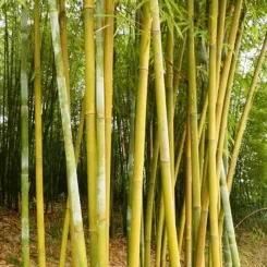 Bamboo